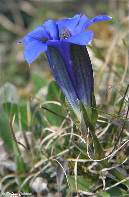 Gentiana clusii e Gentiana acaulis (= G. kochiana) a confr.